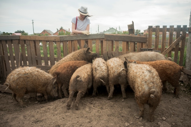 Granjera cuidando cerdos en una pocilga
