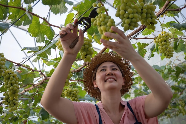 Granjero asiático feliz cosechando fruta fresca de uva orgánica dulce en invernadero