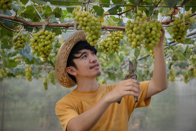 Granjero asiático feliz cosechando fruta fresca de uva orgánica dulce en invernadero