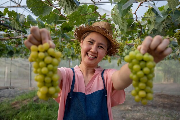 Granjero asiático feliz sosteniendo fruta de uva orgánica dulce fresca en invernadero