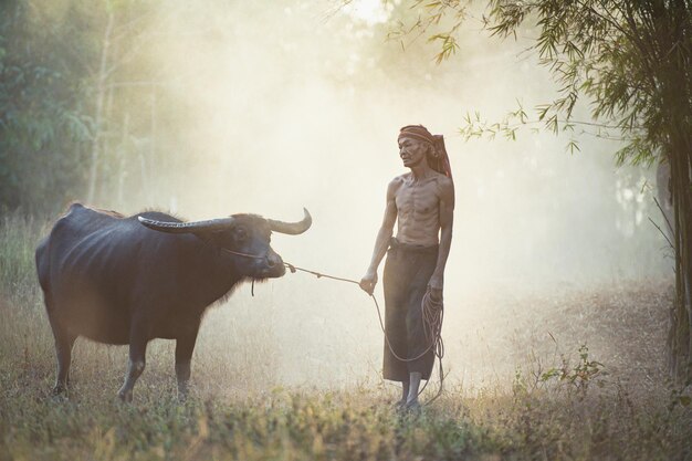 Granjero asiático senior sin camisa y turbante en taparrabos lleva a un búfalo a casa después de trabajar en agricultura, humo en el fondo y espacio de copia, escena rural del campo en Tailandia