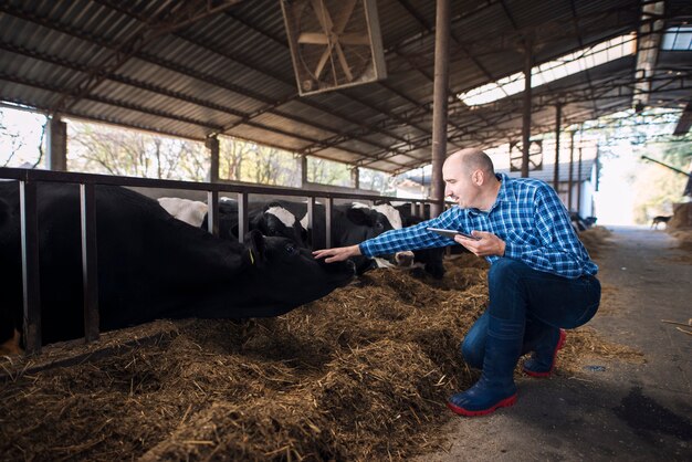 Granjero ganadero con tableta cuidando vacas en la granja