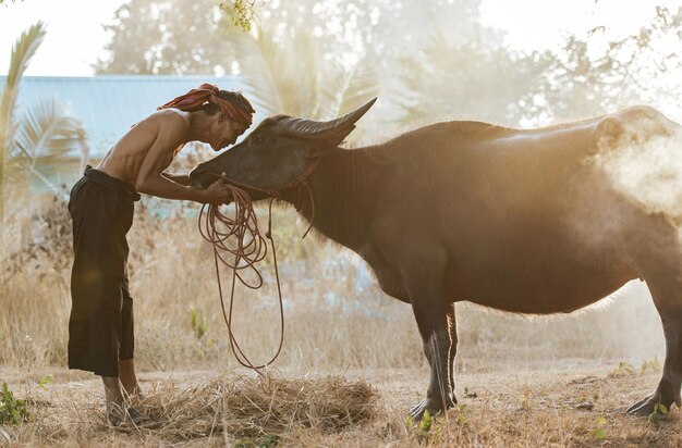 Granjero mayor sin camisa y turbante en taparrabos toca búfalo con amor y cuida después de trabajar en agricultura, humo en el fondo y espacio de copia, escena rural del campo en Tailandia