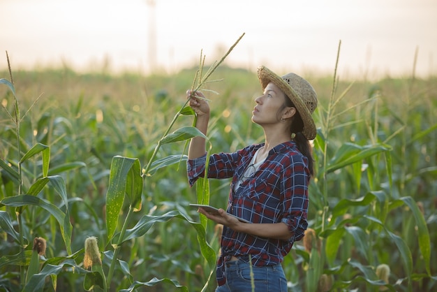 Granjero de mujer asiática con tableta digital en campo de maíz, hermoso amanecer sobre el campo de maíz. campo de maíz verde en el jardín agrícola y la luz brilla al atardecer en la noche fondo de montaña