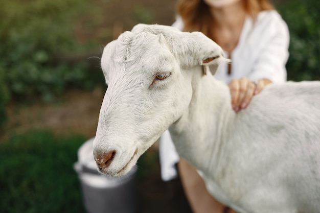 Granjero de niña con cabra blanca. Mujer y pasto verde de cabra pequeña. Granja ecológica. Concepto de granja y agricultura. Animales del pueblo. Niña juega linda cabra. F