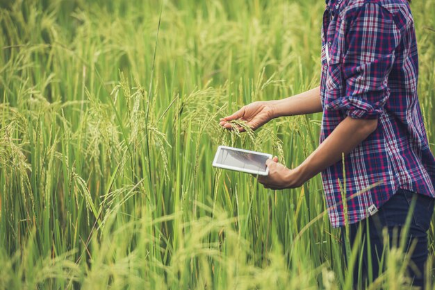 Granjero de pie en un campo de arroz con una tableta.