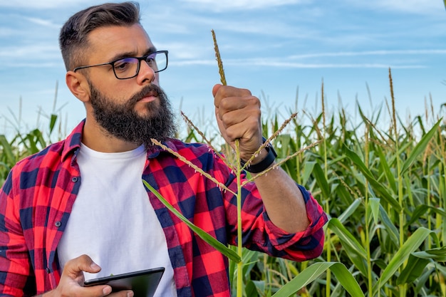 Foto gratuita granjero de pie en el campo de maíz inspeccionando borlas de maíz