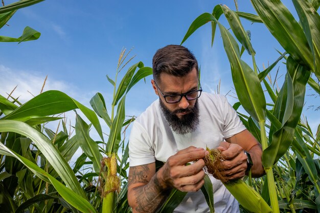 Granjero de pie en el campo de maíz inspeccionando maíz.