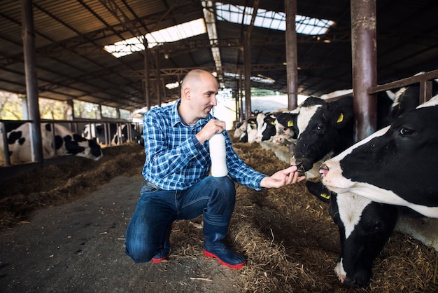 Granjero de pie en la granja de vacas y sosteniendo una botella de leche fresca mientras las vacas comen heno en segundo plano.