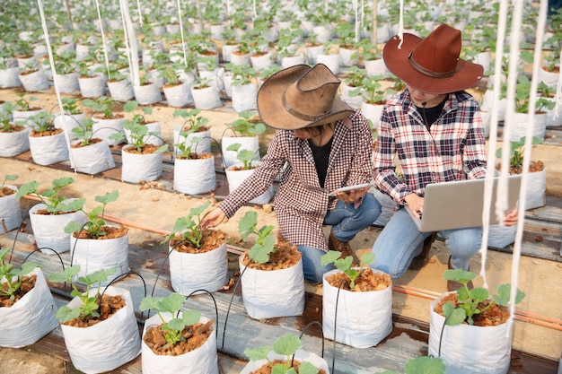 Granjero que controla el melón en el árbol. Conceptos de vida sostenible, trabajo al aire libre, contacto con la naturaleza, alimentación saludable.