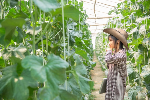 Granjero que controla el melón en el árbol. Conceptos de vida sostenible, trabajo al aire libre, contacto con la naturaleza, alimentación saludable.