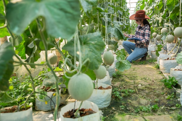 Granjero que controla el melón en el árbol. Conceptos de vida sostenible, trabajo al aire libre, contacto con la naturaleza, alimentación saludable.