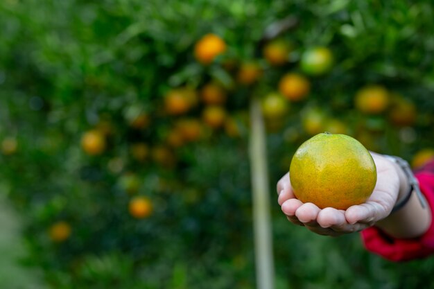 El granjero esta recogiendo naranja.