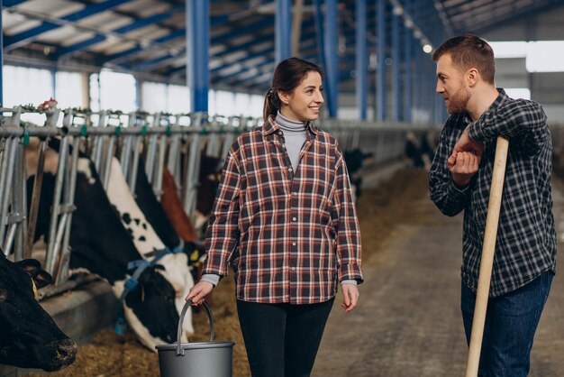 Granjeros de mujer y hombre alimentando vacas en el establo