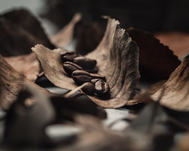 Granos de café en hojas marrones
