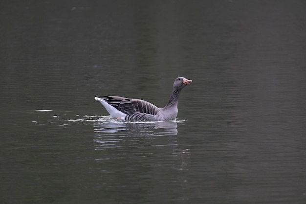 Graylag goose (Anser anser) en el agua