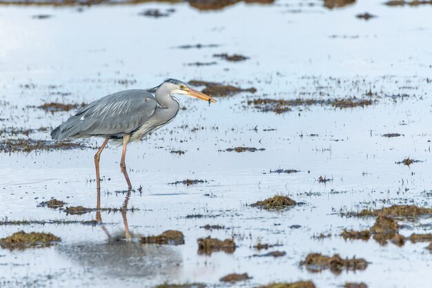 Great Blue Heron pescar en un lago durante el día