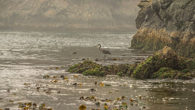 Great Blue Heron de pie solo en la mañana a lo largo de la costa de una playa