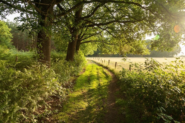 Foto gratuita green farm road en los países bajos durante el amanecer