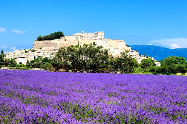 Grignan con campo de lavanda, Departamento Drome, Rhône-Alpes, Francia