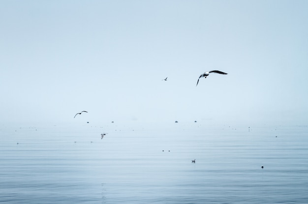 Grúas volando sobre el mar inmersas con el cielo en colores azul claro