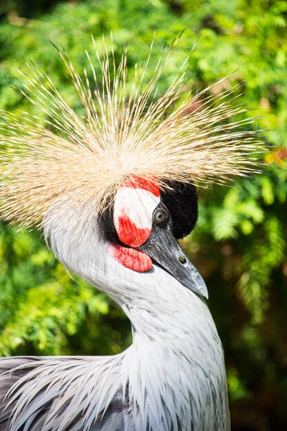 Grulla blanca, roja y negra con una gran corona de plumas en la cabeza.