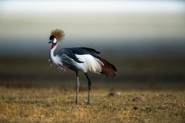 Grulla coronada gris también conocida como la grulla coronada africana