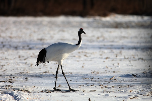 Grulla de cuello negro de pie en el suelo cubierto de nieve bajo la luz del sol en Hokkaido, Japón