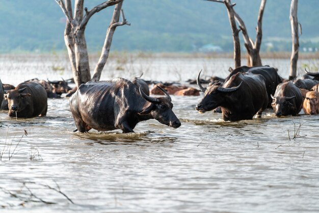 Grupo de búfalo en un río