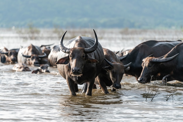 Foto gratuita grupo de búfalo en un río