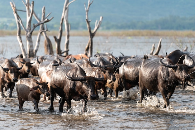 Grupo de búfalo en un río