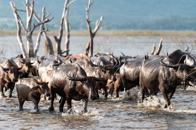 Grupo de búfalo en un río