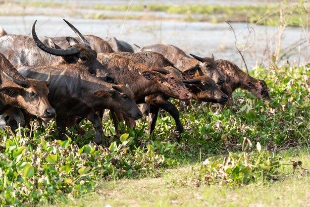 Grupo de búfalos saliendo de un río