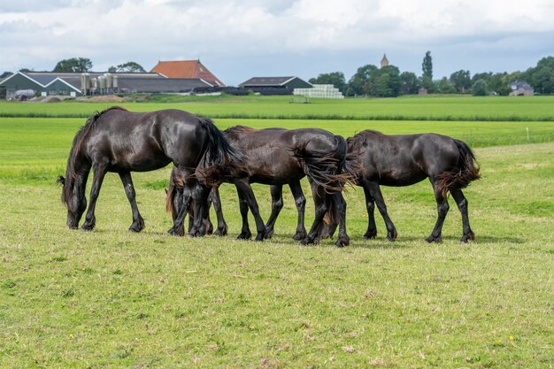 Grupo de caballos con la misma postura de pastoreo moviéndose sincrónicamente en un prado