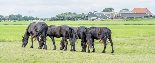 Grupo de caballos con la misma postura de pastoreo moviéndose sincrónicamente en un prado