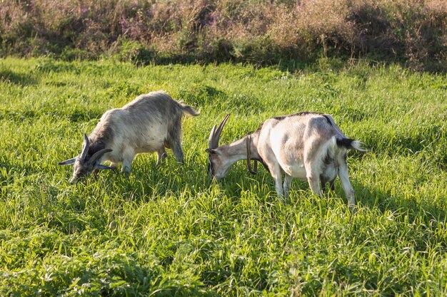 Grupo de cabra doméstica comiendo hierba