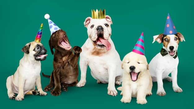 Grupo de cachorros celebrando un nuevo año.