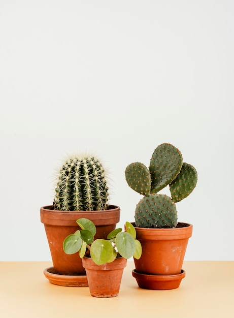Grupo de cactus en macetas.