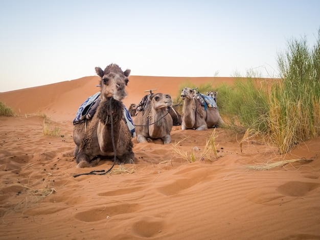 Grupo de camellos sentados en la arena en el desierto del Sahara rodeado de hierba en Marruecos