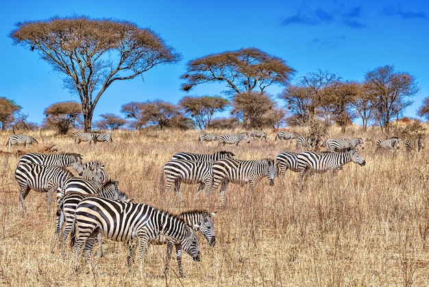 grupo de cebras en africa