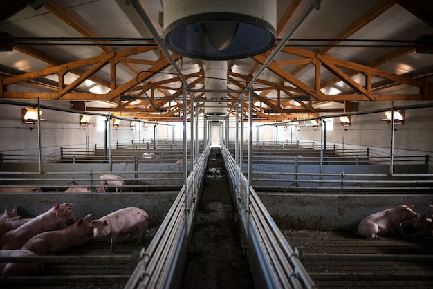 Foto gratuita grupo de cerdos animales domésticos en la granja de cerdos