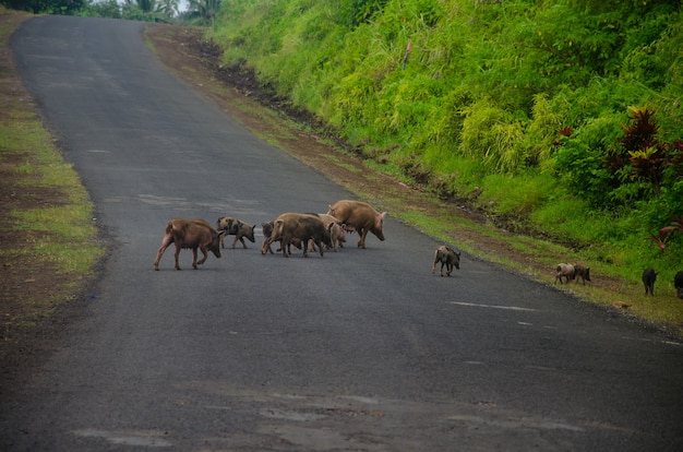 Foto gratuita grupo de cerdos salvajes cruzando la calle.
