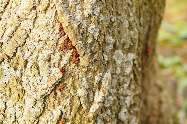 Grupo de chinches en el tronco de un árbol con líquenes