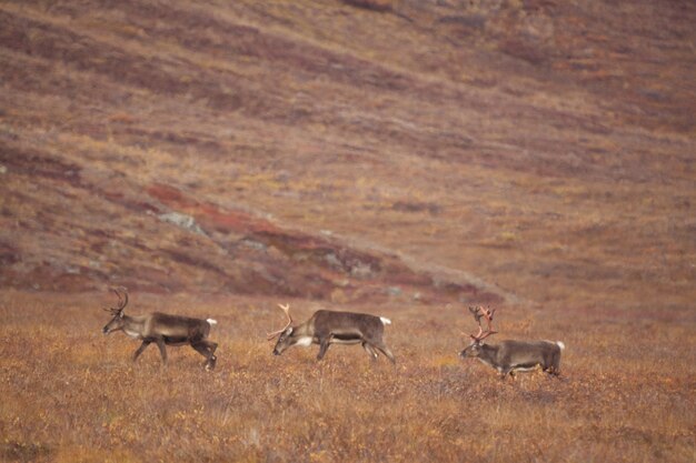 Grupo de ciervos deambulando por las puertas del Parque Nacional del Ártico