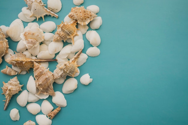 Foto gratuita grupo de conchas sobre fondo azul