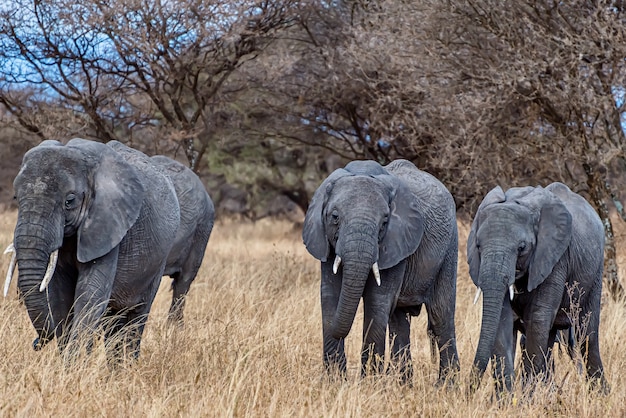 Grupo de elefantes caminando sobre la hierba seca en el desierto