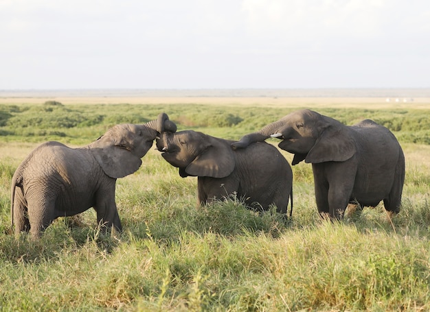 Grupo de elefantes en el Parque Nacional Amboseli, Kenia, África