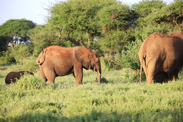 Foto gratuita grupo de elefantes en el parque nacional de tsavo east, kenia, áfrica