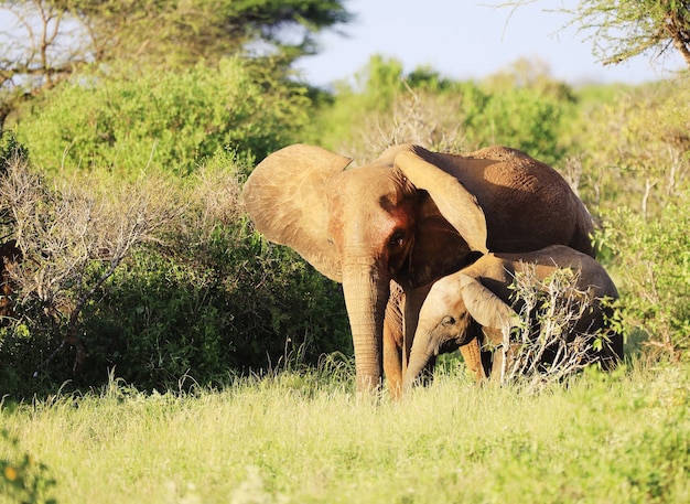 Foto gratuita grupo de elefantes en el parque nacional de tsavo east, kenia, áfrica