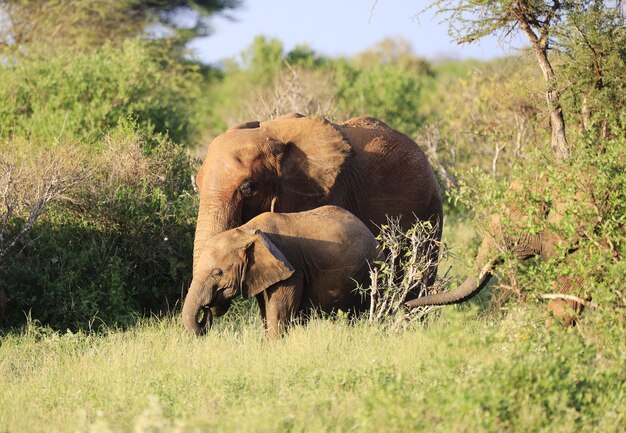 Grupo de elefantes en el parque nacional de Tsavo East, Kenia, África